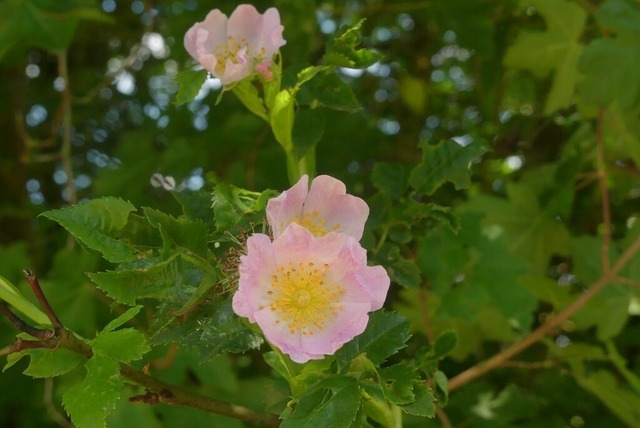 Wildrose in Hecke | Verkauf von Fotos und  Videoclips zumThema Natur.Motive sind Pflanzen, Tiere, Landschaftenund Wetter - Realisiert mit Pictrs.com