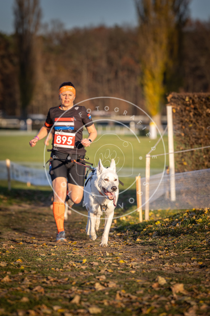 CaniXpix_DV3A4531 | Hundefotografie, Tierfotograf, Pfotenfotografie, Fotoshooting Hund, Hunde Portrait, Hundesport, Hundeportraits, Heideshooting, Hunde, Sportfotograf, Hundefotograf, Turnierhundsport, THS,  - Realisiert mit Pictrs.com