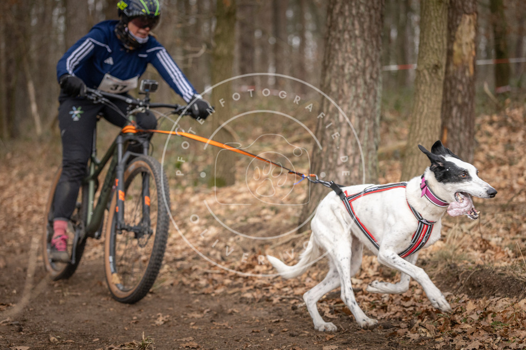 Pfotenfotografie_DV3A0185 | Hundefotografie, Tierfotograf, Pfotenfotografie, Fotoshooting Hund, Hunde Portrait, Hundesport, Hundeportraits, Heideshooting, Hunde, Sportfotograf, Hundefotograf, Turnierhundsport, THS,  - Realisiert mit Pictrs.com