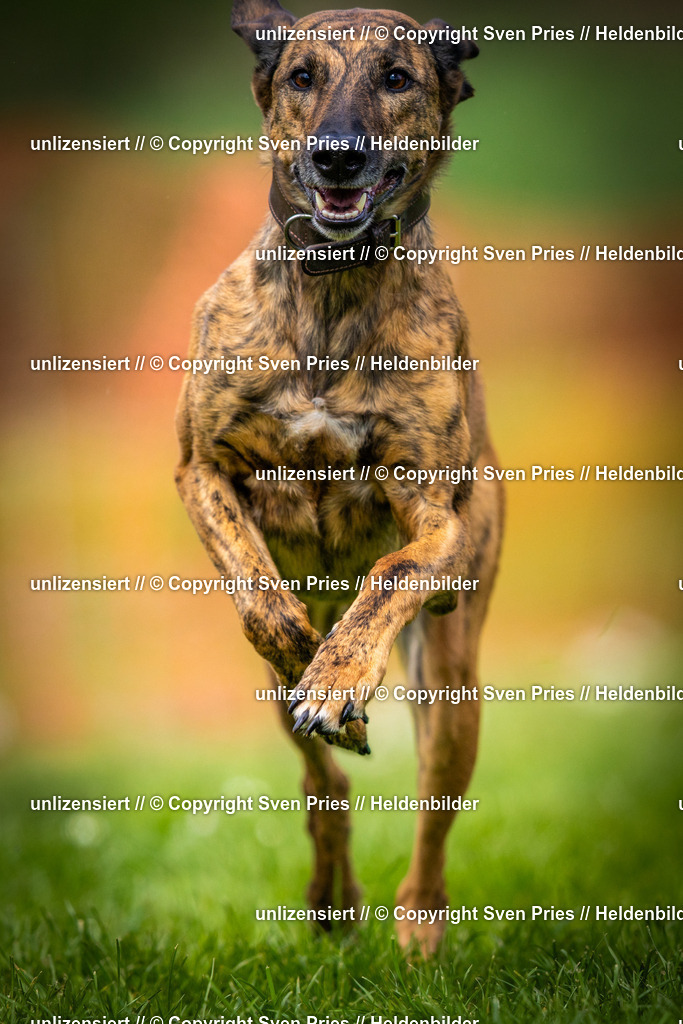 Sven Pries | 2025-04-13 - Hunderennen Baden-Baden - Realisiert mit Pictrs.com