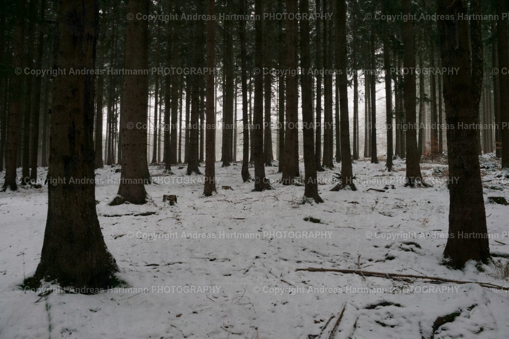 Fichtenwald | Fichtenwald - Realisiert mit Pictrs.com