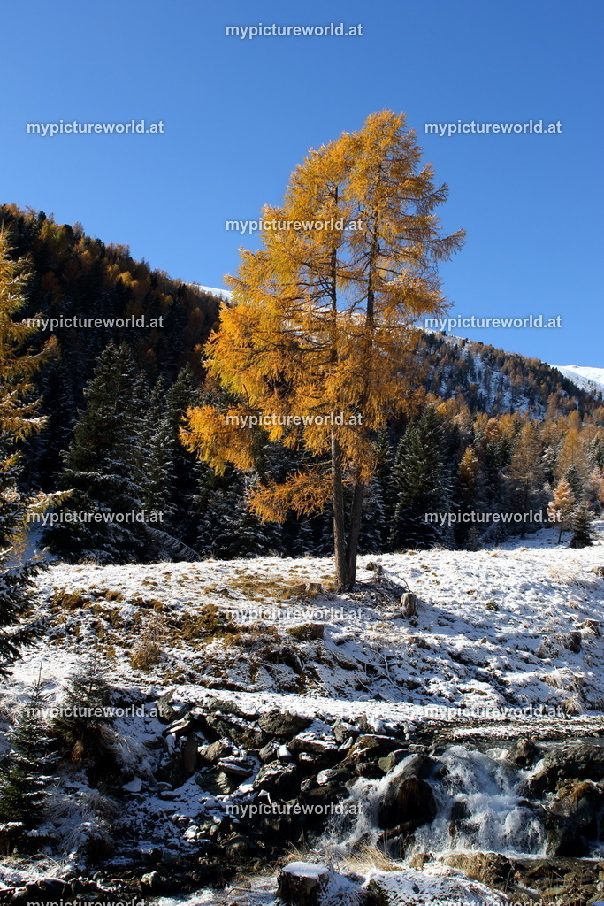 Europäische Lärche-021 | Das Bilderarchiv über Tiere, Planzen und Landschaften. In der Bilddatenbank finden Sie ein große Auswahl an hochwertigen Bilder für Ihre Werbung - Realisiert mit Pictrs.com