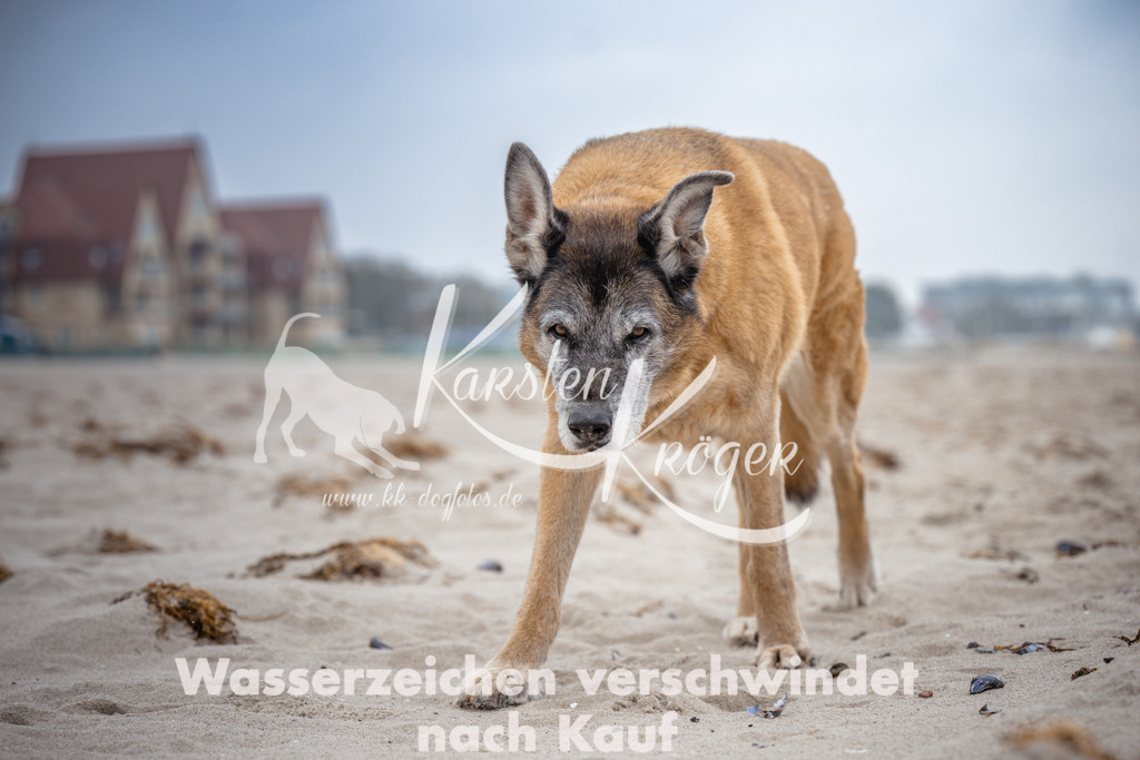 1036_ZZ95480 | kk-dogfotos