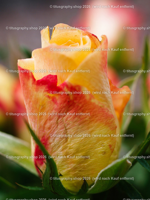 titusgraphy-P5107934_var-053 | Fotokunstarbeit aus der INSTAGRAM-Gallerie auf titusgraphy.eu - Realisiert mit Pictrs.com