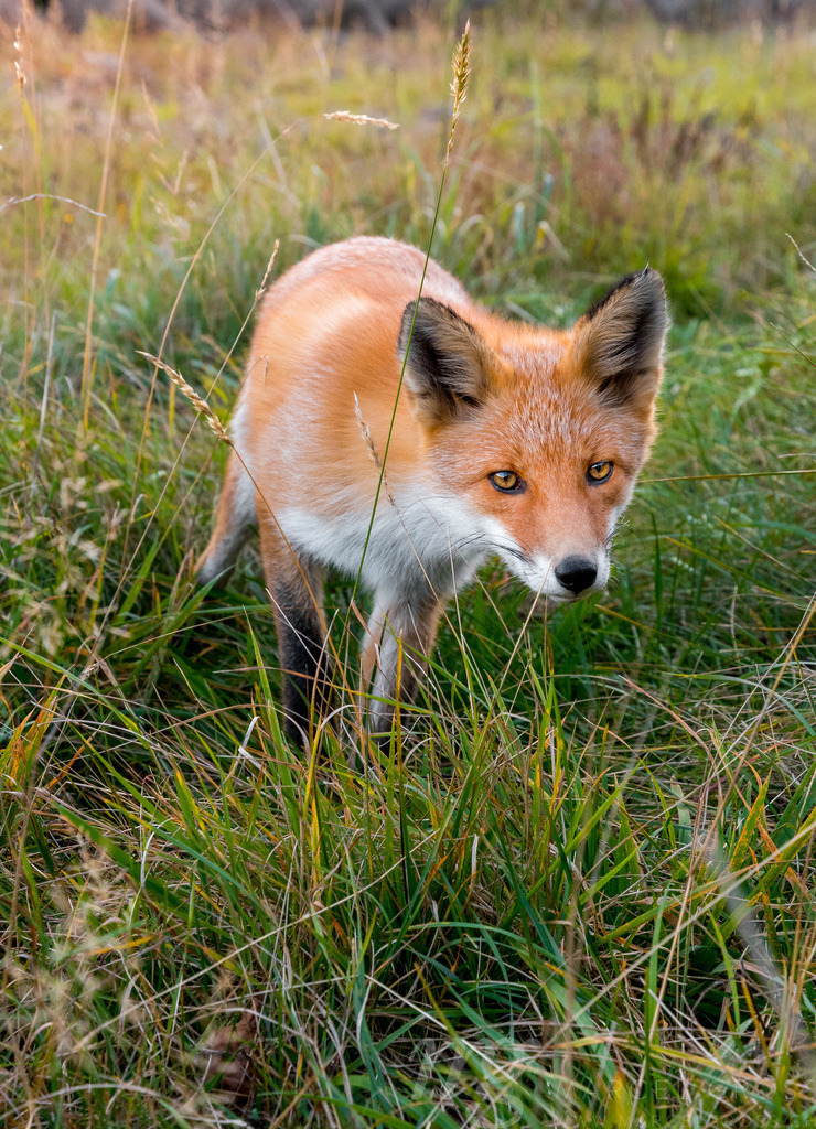 Redfox in Shiretoko National Park, Hokkaido | curious Redfox in Shiretoko National Park, Hokkaido - Realisiert mit Pictrs.com