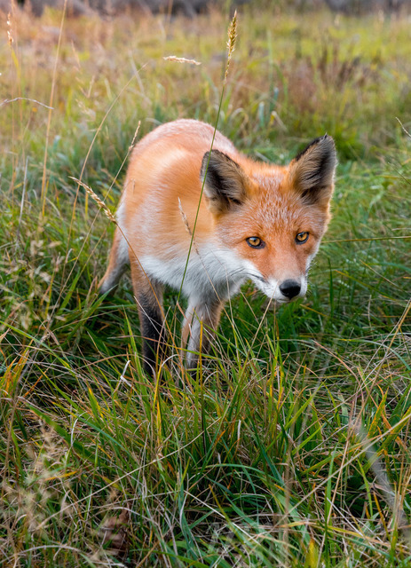 Redfox in Shiretoko National Park, Hokkaido | curious Redfox in Shiretoko National Park, Hokkaido - Realisiert mit Pictrs.com