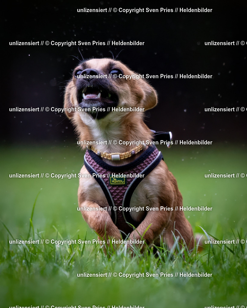 Sven Pries | 2024-10-19 - Hunderennen Ober-Grombach - Realisiert mit Pictrs.com