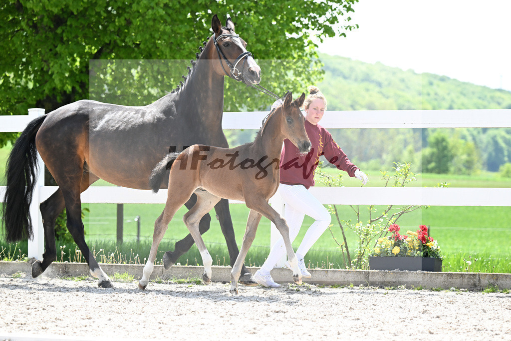 Feliciano x Dancier_HF_Juerges_8250764 | hf-fotografie - Realisiert mit Pictrs.com