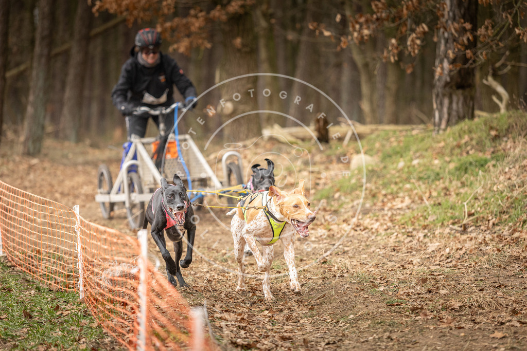 Pfotenfotografie_DV3A4819 | Hundefotografie, Tierfotograf, Pfotenfotografie, Fotoshooting Hund, Hunde Portrait, Hundesport, Hundeportraits, Heideshooting, Hunde, Sportfotograf, Hundefotograf, Turnierhundsport, THS,  - Realisiert mit Pictrs.com