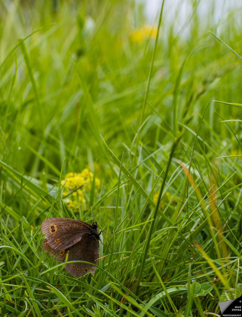 Beautiful Brown Butterfly in Lush Green Grass | A close-up view of a delicate brown butterfly perched amidst vibrant green grass and yellow blooms, illustrating the beauty of nature in a serene setting. The image captures the intricate details of the butterfly's wings and the surrounding flora. - Realisiert mit Pictrs.com