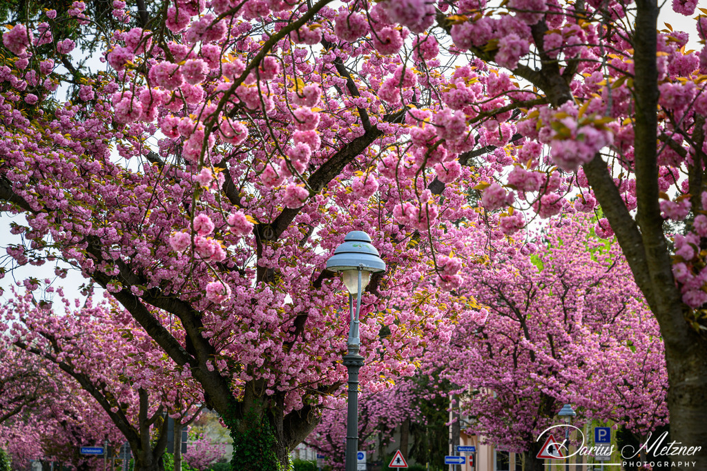 DSC_9458 | Fotografien, Fotos und Bilder aus Mainz, Frankfurt, Wiesbaden und anderen Orten auf der Welt - Fotografiert von Darius Metzner