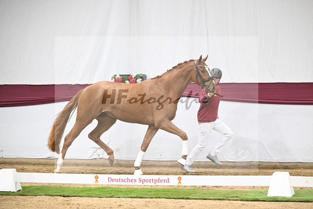 Kat-Nr. 137 Zackerey x Sarkozy_Joachim May_47254631 | hf-fotografie - Realisiert mit Pictrs.com