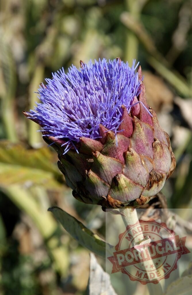 Artichoke blooming with purple flower in a cultivated field | Purple artichoke flower blooming in a field, illuminated by sunlight - Realized with Pictrs.com
