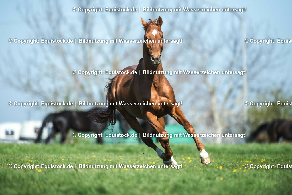 20210426_Pferd-auf-Koppel_0036 | equistock