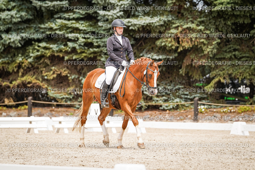 DSC04196 | Pferdegrafie