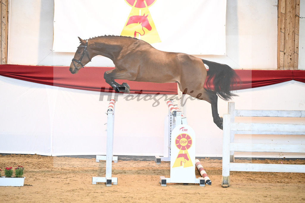 Kat-Nr. 34 Herald x Nimmerdor_Stahl_43231341 | hf-fotografie - Realisiert mit Pictrs.com