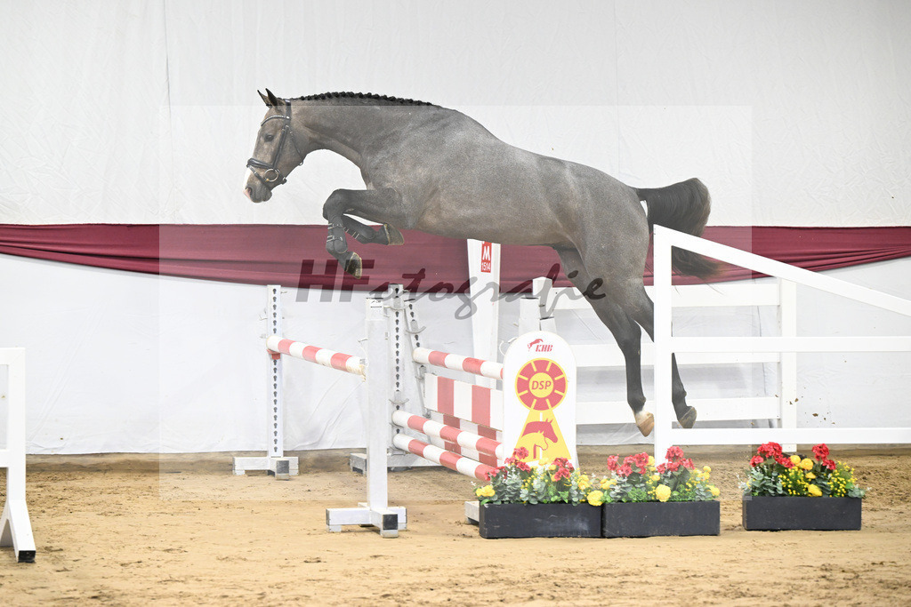 Kat-Nr. 11 Clarimo x Corrado I_Josef Schoenweiler_ 47250153 | hf-fotografie - Realisiert mit Pictrs.com