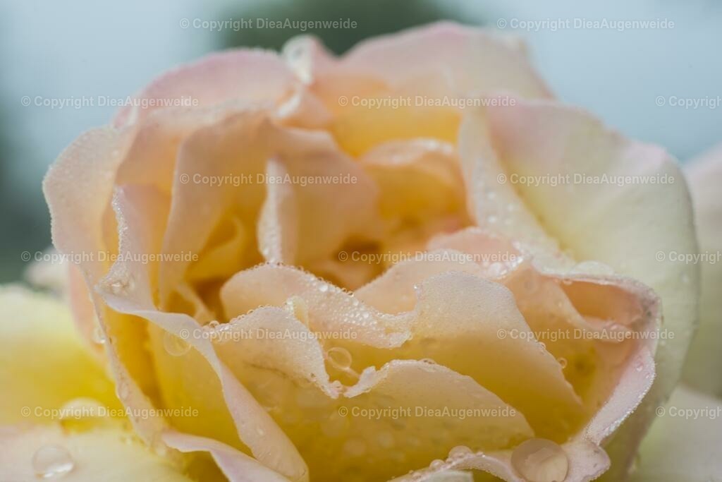 Rose 1 | DieAugenweide Galerie, Bilder von Fotograf Ralf-Udo Thiele. Auswählen und bestellen auf verschiedenen Materialien und Größen. - Realisiert mit Pictrs.com