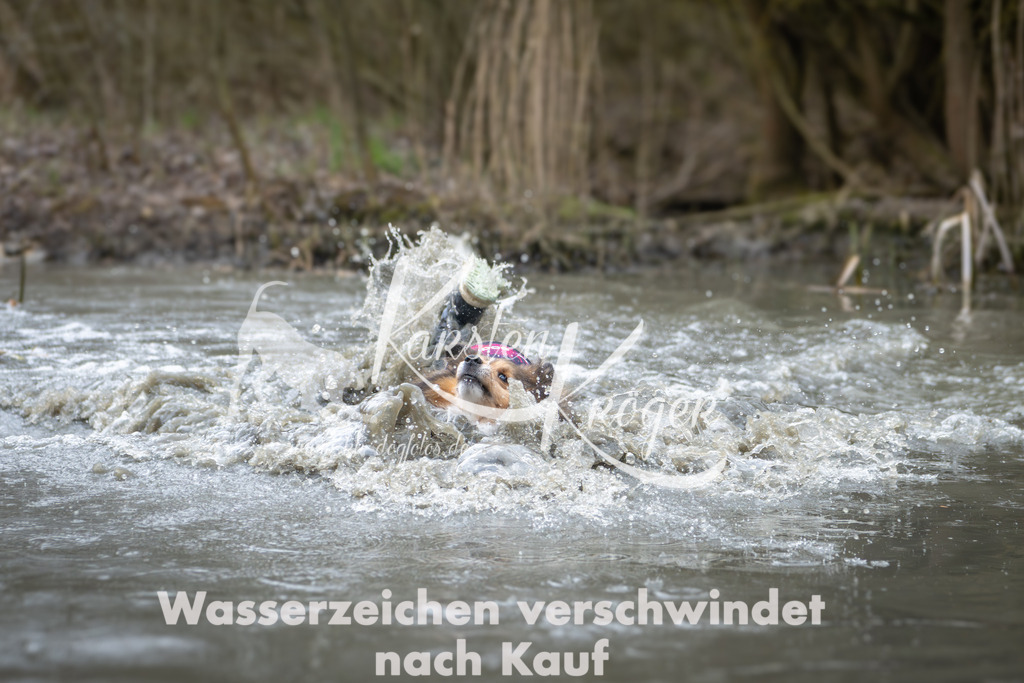 1000_ZZ94506 | kk-dogfotos