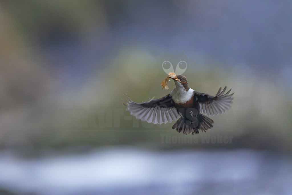 R6NF8016_20250316 | Eine Wasseramsel (Cinclus cinclus) fliegt mit ausgebreiteten Flügeln und trägt ein braunes Blatt im Schnabel. Der Vogel hat ein dunkelbraunes Gefieder, eine auffällige weiße Brust und einen rötlich-braunen Bauch. Der Hintergrund ist unscharf und zeigt die gedämpften Farben eines Gewässers und seiner Umgebung. Die Interaktion besteht darin, dass der Vogel ein Blatt transportiert, was auf Nestbau oder Materialsuche hindeuten könnte. - Realisiert mit Pictrs.com