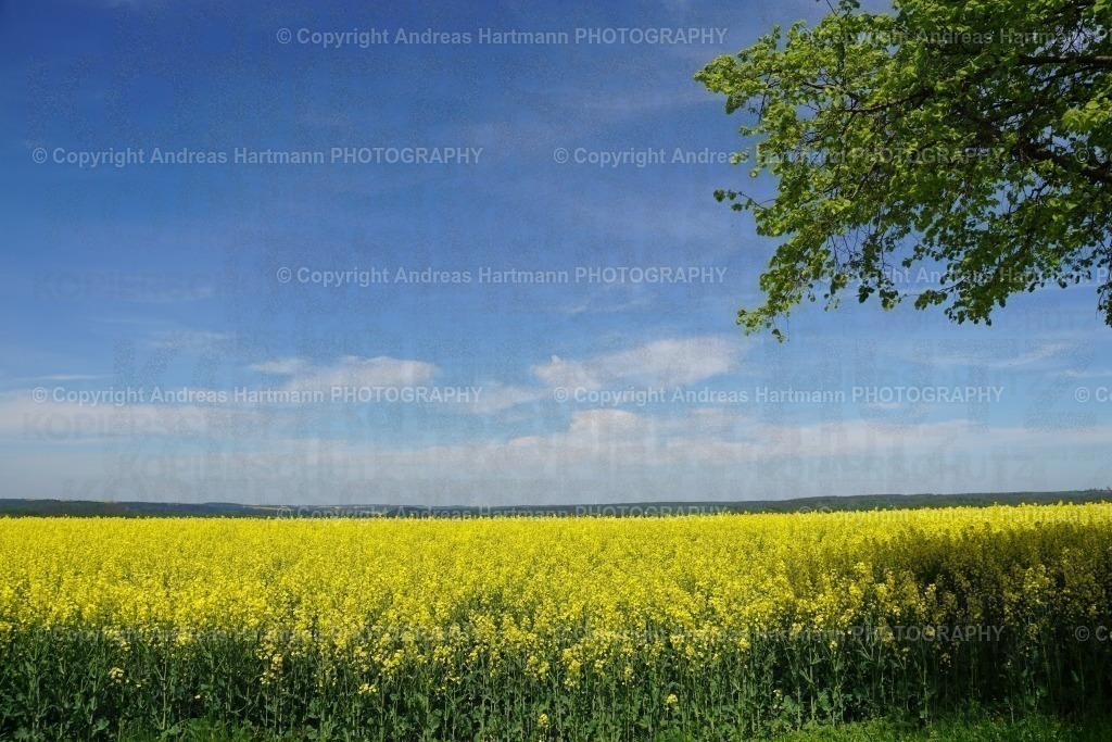 Blühendes Rapsfeld | Blühendes Rapsfeld - Realisiert mit Pictrs.com