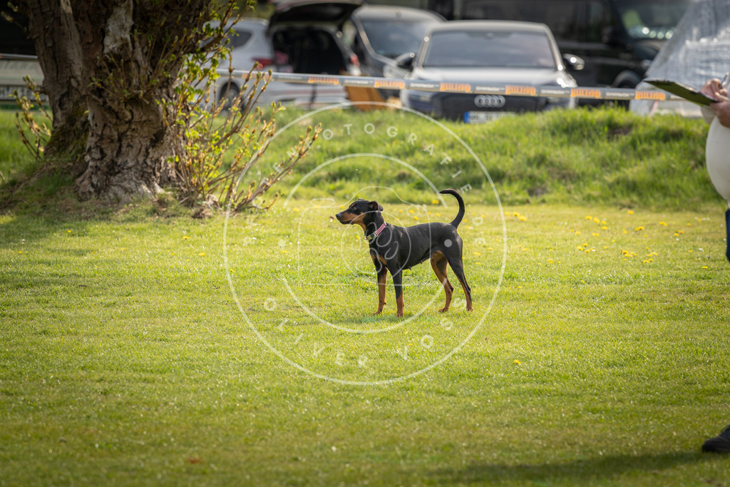 Pfotenfotografie_DV3A5008 | Hundefotografie, Tierfotograf, Pfotenfotografie, Fotoshooting Hund, Hunde Portrait, Hundesport, Hundeportraits, Heideshooting, Hunde, Sportfotograf, Hundefotograf, Turnierhundsport, THS,  - Realisiert mit Pictrs.com