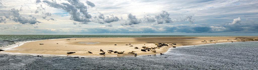 Seehunde und Kegelrobben auf einer Sandbank vor Texel im Wattenmeer | Auf einer isolierten Sandbank im Wattenmeer nahe der westfriesischen Insel Texel ruht eine Kolonie von Seehunden und Kegelrobben. Die Naturaufnahme zeigt die Meeressäuger in ihrem natürlichen Lebensraum vor weitläufiger Meereskulisse unter einem ausdrucksstarken, wolkigen Himmel. Das Motiv eignet sich ideal für redaktionelle Berichte über Artenschutz, Tierwelt an der Nordsee, Nationalpark Wattenmeer und Ausflugstourismus. - Realisiert mit Pictrs.com