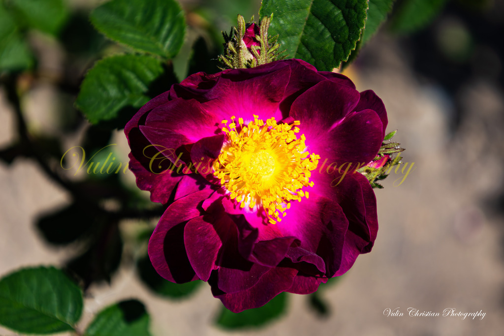 DR 12 | Christian Vulin  - Realisiert mit Pictrs.com