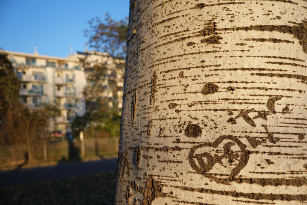 Baum mit Herz und Blick auf eine Wohnanlage | Wien, Austria - November 04, 2025: Baum mit Herz und Blick auf eine Wohnanlage. - Realisiert mit Pictrs.com