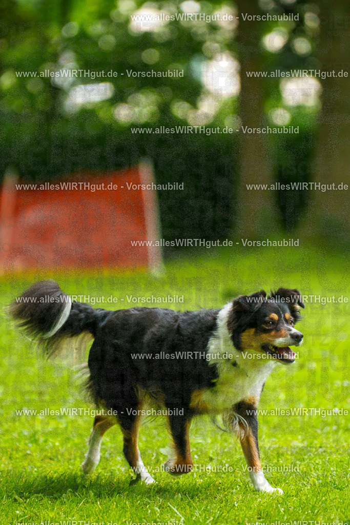 @allesWIRTHgut_Tierfotografie - www.allesWIRTHgut.de - 091751-7R506885 | Professionelle Tierfotografie in Mönchengladbach von Daniel Wirth (allesWIRTHgut). Liebevolle & natürliche Bilder von Hunden & Katzen für unvergessliche Erinnerungen.