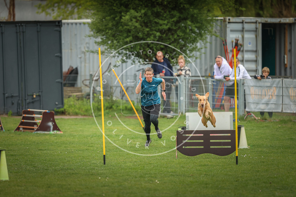 Pfotenfotografie_0L8A1500 | Hundefotografie, Tierfotograf, Pfotenfotografie, Fotoshooting Hund, Hunde Portrait, Hundesport, Hundeportraits, Heideshooting, Hunde, Sportfotograf, Hundefotograf, Turnierhundsport, THS,  - Realisiert mit Pictrs.com