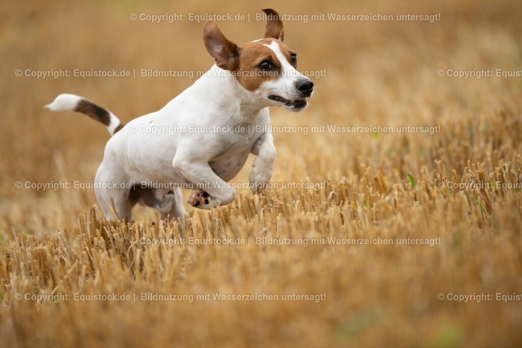 20210728_Jack-Russel_0011 | Foto: Thomas Hartig