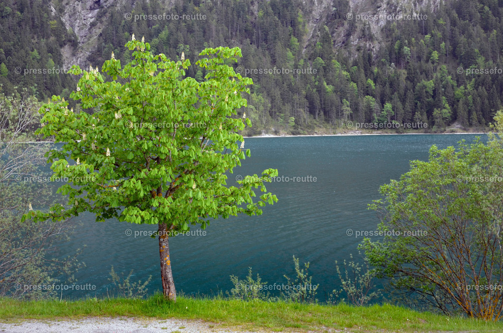 welltvi-Plansee-Impression-Mai2016-_DSC1997 | Info aus dem Bezirk Reutte/Ausserfern Tirol sowie eine umfangreiche Bilddatenbank über die gesamte Region: Lechtal, Talkessel Reutte, Tannheimertal, Zwischentoren. Lech, Plansee, Zugspitze, Grenztunnel, B179, Fernpassstraße, Verkehr, Lawinen, Tradition, - Realisiert mit Pictrs.com