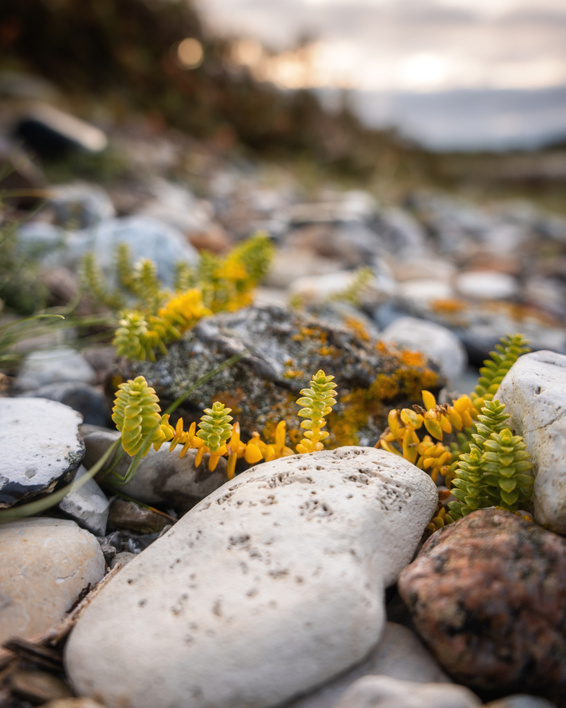 Am Strand | Die Salzmiere wächst wie kleine Kunstwerke wachsen zwischen Steinen am Strand. - Realisiert mit Pictrs.com