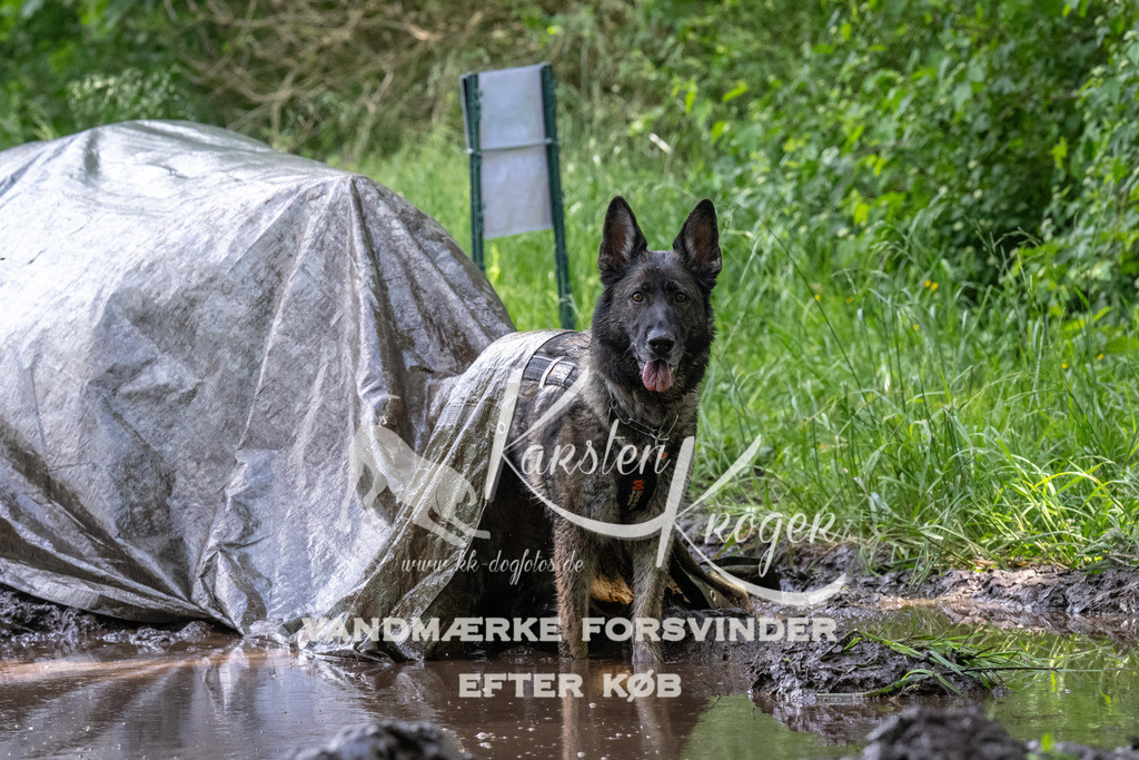 1316_ZZ90705 | kk-dogfotos