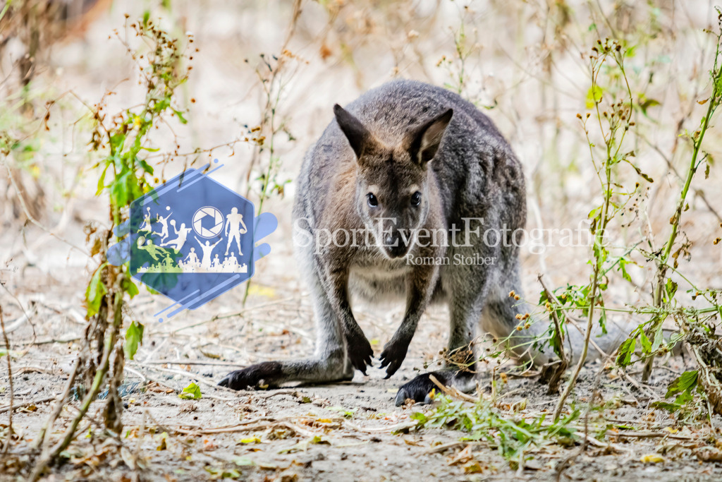 IMG_2969 | SportEventFotografie - Roman Stoiber