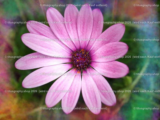 titusgraphy-P6100543_var-177 | Fotokunstarbeit aus der INSTAGRAM-Gallerie auf titusgraphy.eu - Realisiert mit Pictrs.com