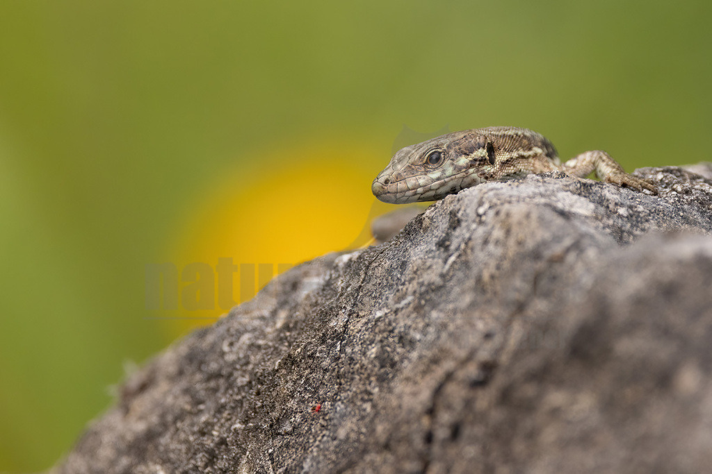 R5NF4848_20240623 | Die Mauereidechse gehört zur Klasse der Kriechtiere, der Familie der Echten Eidechsen und zur Gattung der Mauereidechsen. Sie wurde von der Deutschen Gesellschaft für Herpetologie und Terrarienkunde zum Reptil des Jahres 2011 ausgerufen. - Realisiert mit Pictrs.com