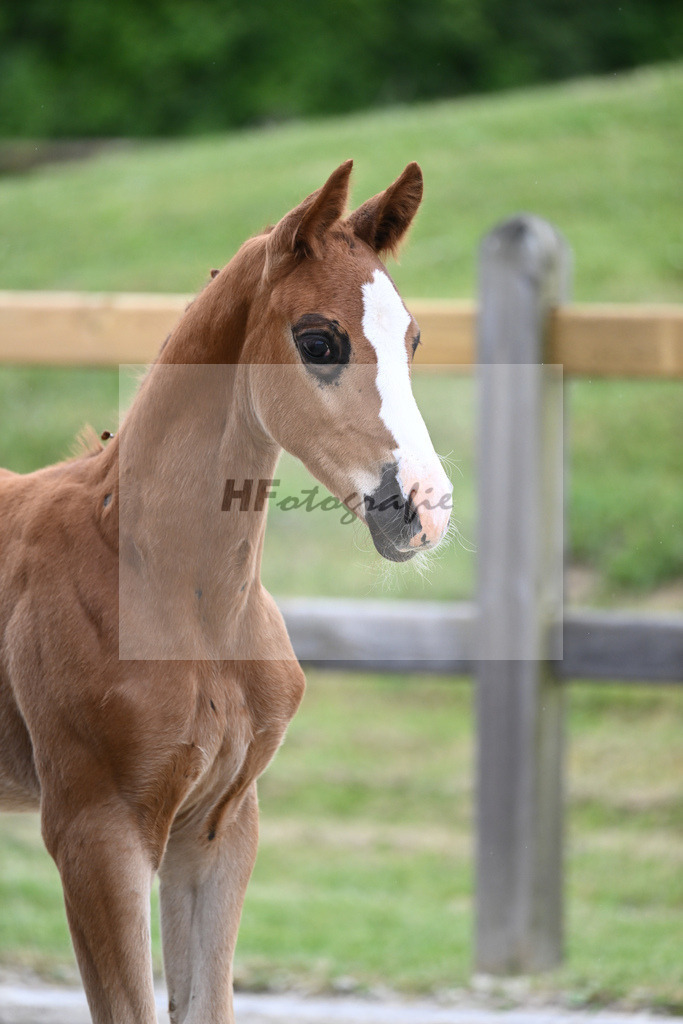 Kat-Nr. 16 HF Belissimo M_Sauerwald_17230424 | hf-fotografie - Realizzato con Pictrs.com