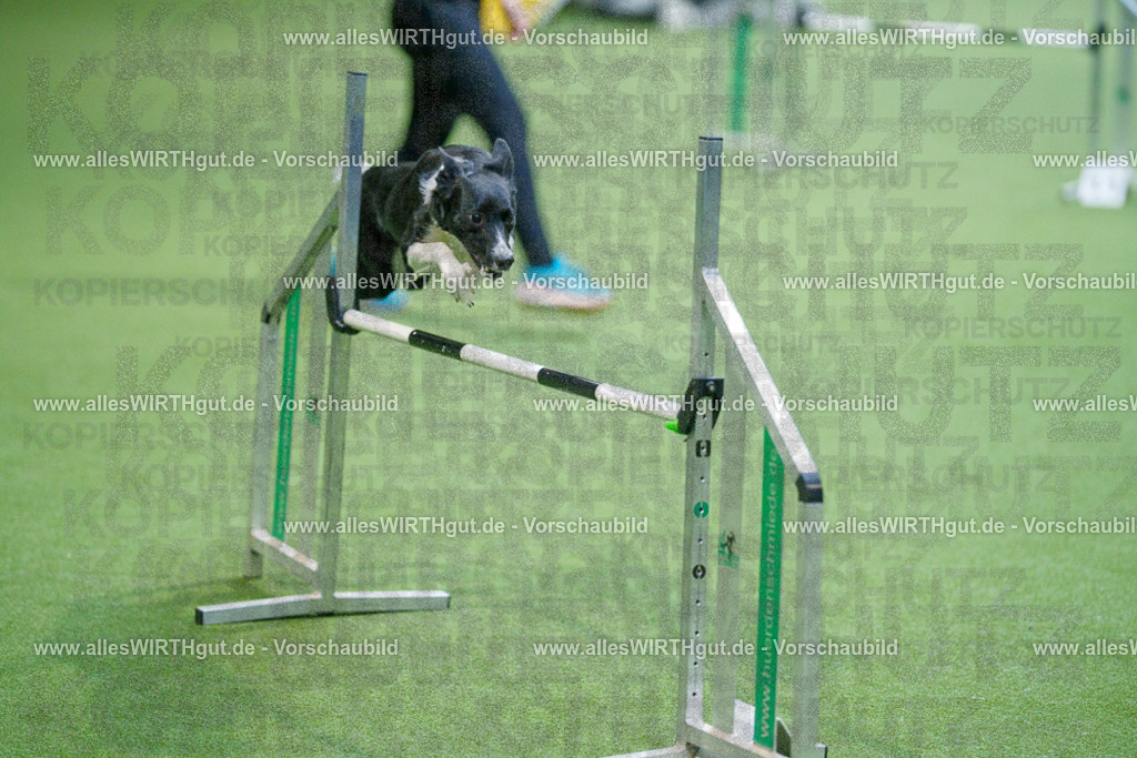 @allesWIRTHgut_Tierfotografie - www.allesWIRTHgut.de - 2604250831-7R506930 | Professionelle Tierfotografie in Mönchengladbach von Daniel Wirth (allesWIRTHgut). Liebevolle & natürliche Bilder von Hunden & Katzen für unvergessliche Erinnerungen.