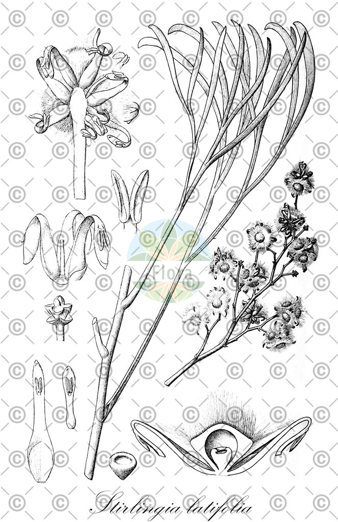 HistAbb_wfo-0001250314_2_ENZY_Simple | Historische Abbildung von Stirlingia latifolia - Proteaceae | Historical Illustration of Stirlingia latifolia - Proteaceae