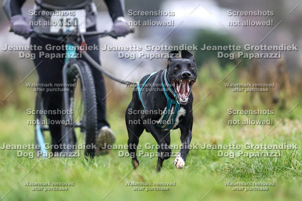 Dog Paparazzi - Herkules Race  2025-35 | Dog Paparazzi Jeanette Grottendiek Fotografie & Videografie