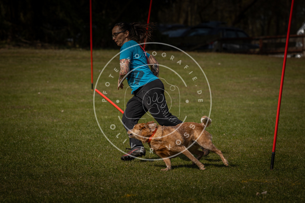 Pfotenfotografie_DV3A4845 | Hundefotografie, Tierfotograf, Pfotenfotografie, Fotoshooting Hund, Hunde Portrait, Hundesport, Hundeportraits, Heideshooting, Hunde, Sportfotograf, Hundefotograf, Turnierhundsport, THS,  - Realisiert mit Pictrs.com