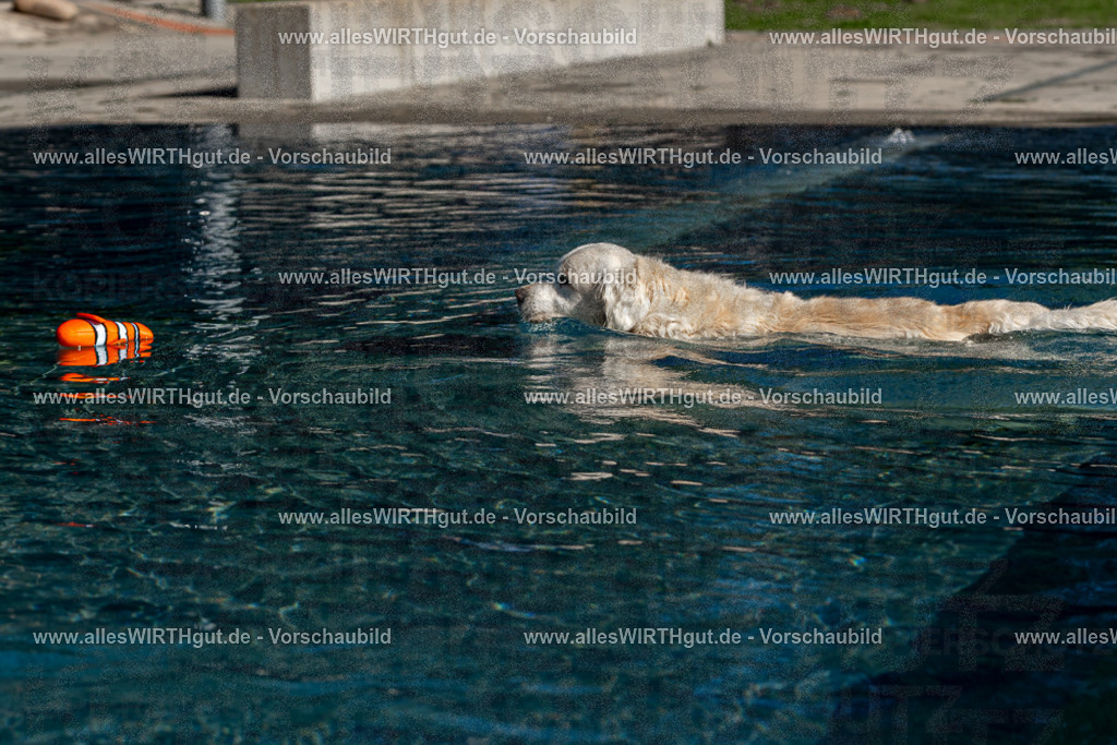 Hundeschwimmen_Volksbad_2026-allesWIRTHgut_Tierfotografie-2609061058-FAY06066 | Professionelle Tierfotografie in Mönchengladbach von Daniel Wirth (allesWIRTHgut). Liebevolle & natürliche Bilder von Hunden & Katzen für unvergessliche Erinnerungen.