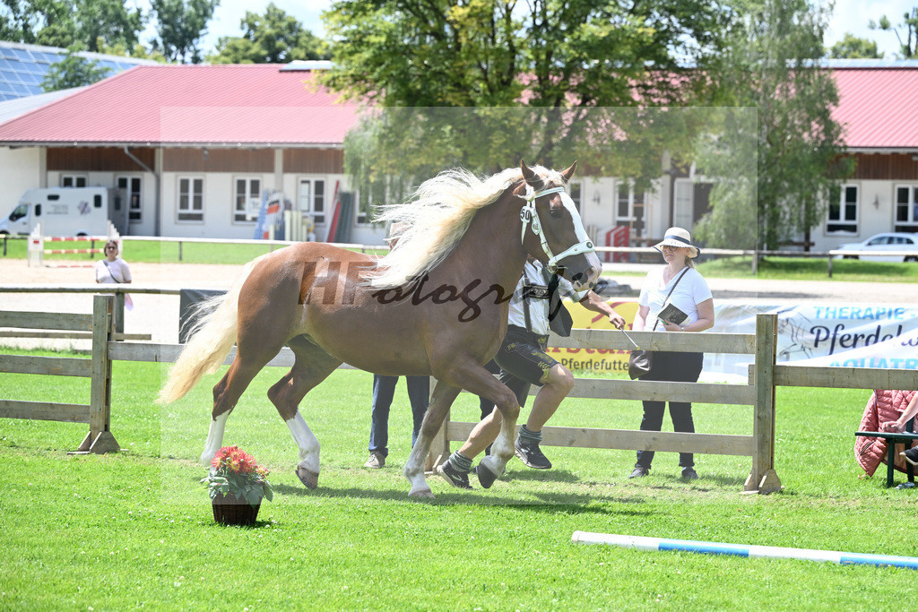 Kat-Nr. 50 Malaika v. Vom Forggensee_Kopp_22240899 | hf-fotografie - Realizzato con Pictrs.com