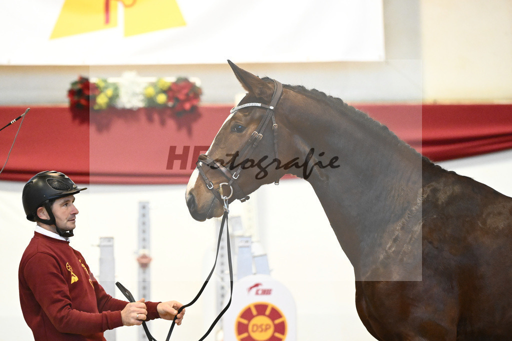 Kat-Nr. 1 Aganix Du Seigneur x Acorado_Unger_43231264 | hf-fotografie - Realisiert mit Pictrs.com