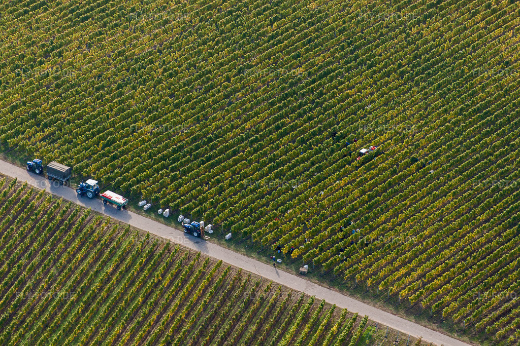 Luftbild: Weinbergen und Feldern in Niederkirchen bei Deidesheim in Ruppertsberg im Bundesland Rheinland-Pfalz in Deutschland. Foto: IMG_22018.jpg vom 15.10.2009 durch Werner Riehm/FLY-FOTO.de