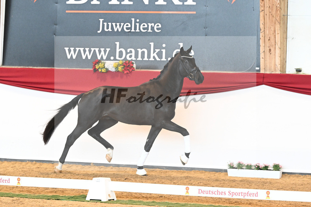 Kat-Nr. 45 Raven x Everdale_Rakelbusch_43230773 | hf-fotografie - Realisiert mit Pictrs.com