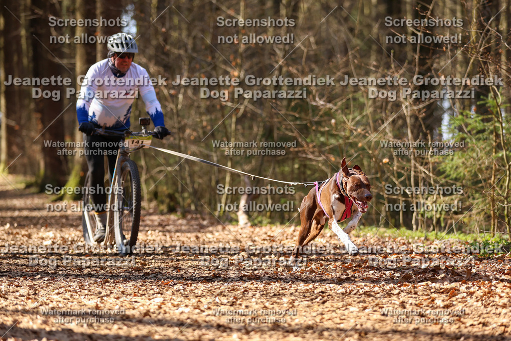 Dog Paparazzi - VCC26-1248 | Dog Paparazzi Jeanette Grottendiek Fotografie & Videografie - Realisiert mit Pictrs.com