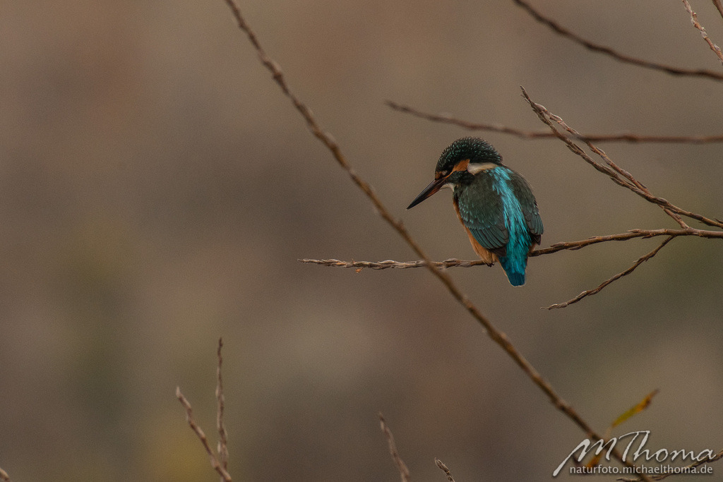 Eisvogeldame | Dies ist der Online-Shop von naturfoto.michaelthoma.de. Ich bin leidenschaftlicher Naturfotograf und fotografiere von der Andromedagalaxie bis zum Zwergtaucher, von der Ameise bis zum Orionnebel alles was mit Natur zu tun hat. Hier kann eine Auswahl meine - Realisiert mit Pictrs.com